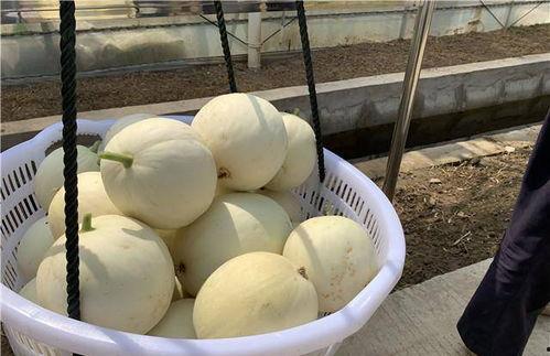 苏州一线吃瓜群众