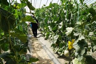 群众吃脏瓜的视频,群众目睹惊人一幕