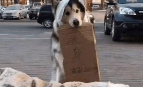 吃瓜群众流浪狗,温情与困境并存