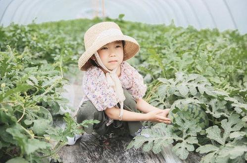 吃瓜群众夏日歌,吃瓜群众共赏夏日歌盛宴