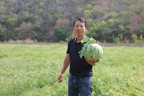 吃瓜群众农民,揭秘田间地头的趣味故事