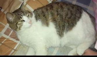 吃瓜群众素材猫咪视频,猫咪版“娱乐圈”揭秘